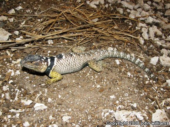 Blue-chinned Rough-scaled Lizard (Sceloporus cyanogenys)