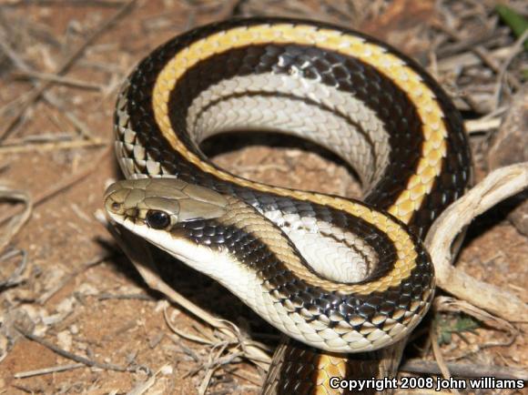 Texas Patch-nosed Snake (Salvadora grahamiae lineata)