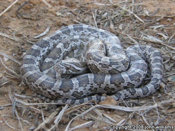 Southern Plains Rat Snake (Pantherophis emoryi meahllmorum)