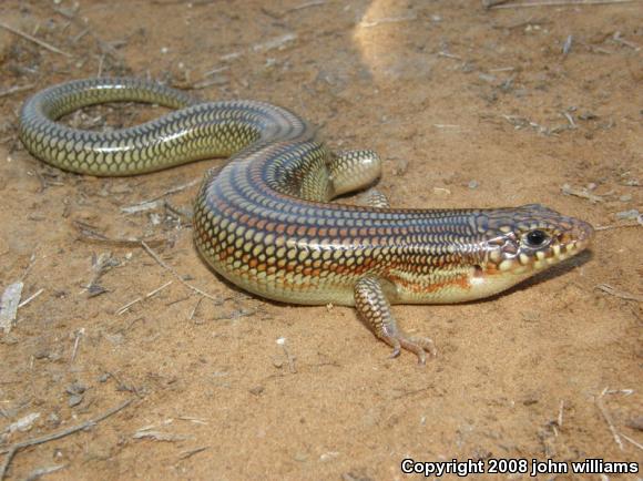 Great Plains Skink (Plestiodon obsoletus)