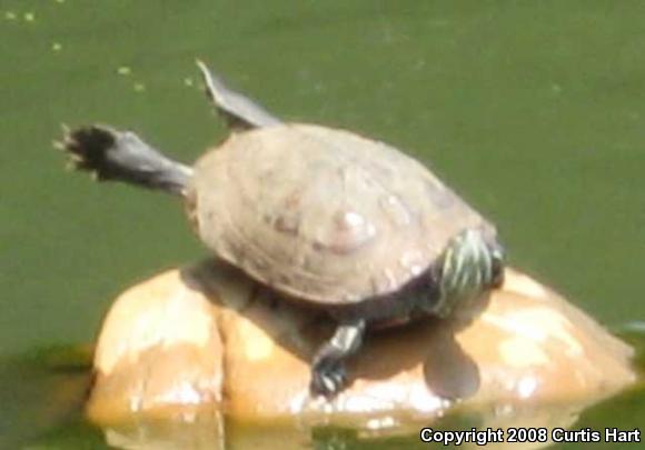 Red-eared Slider (Trachemys scripta elegans)