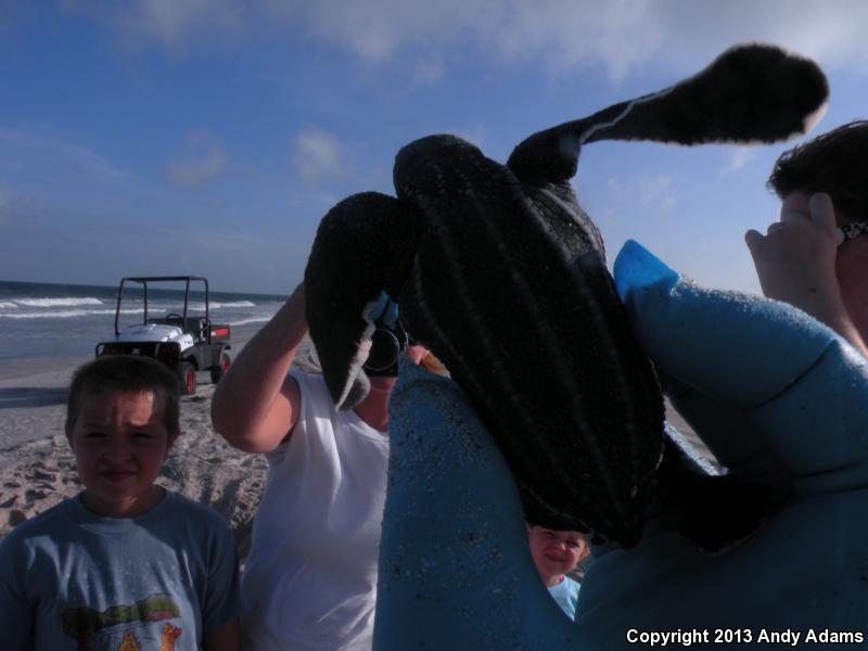 Leatherback Sea Turtle (Dermochelys coriacea)