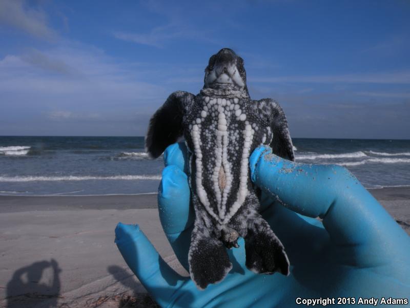 Leatherback Sea Turtle (Dermochelys coriacea)