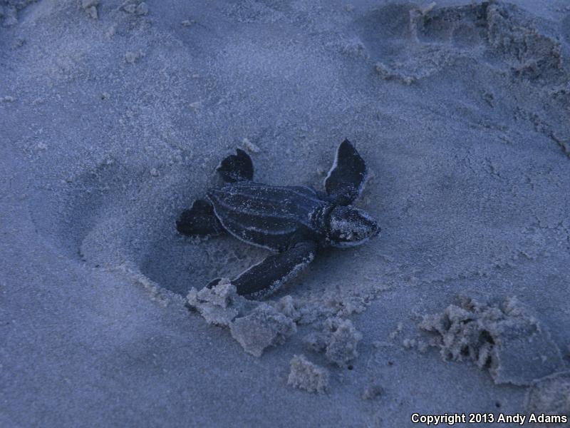 Leatherback Sea Turtle (Dermochelys coriacea)