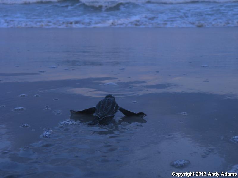 Leatherback Sea Turtle (Dermochelys coriacea)