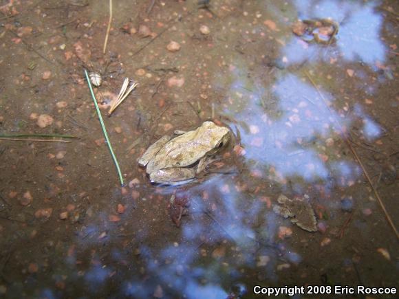 Spring Peeper (Pseudacris crucifer)