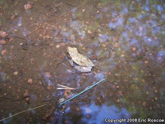 Spring Peeper (Pseudacris crucifer)