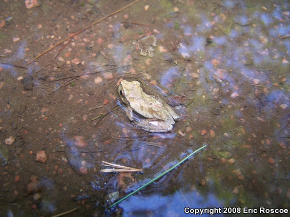 Spring Peeper (Pseudacris crucifer)