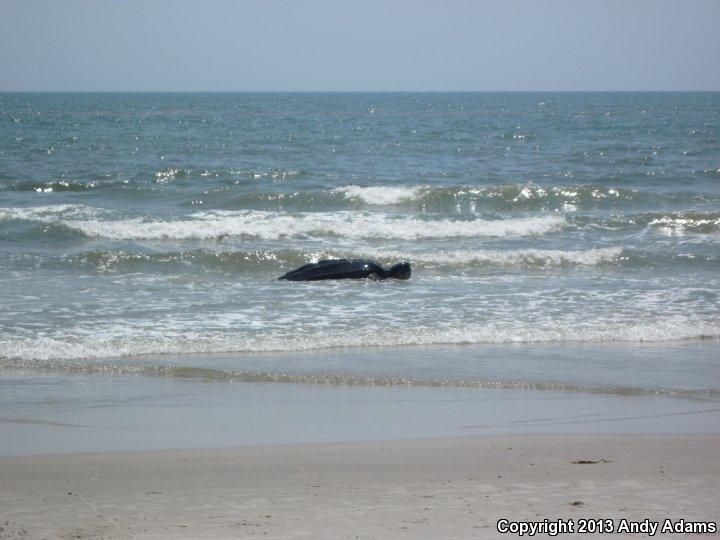 Leatherback Sea Turtle (Dermochelys coriacea)