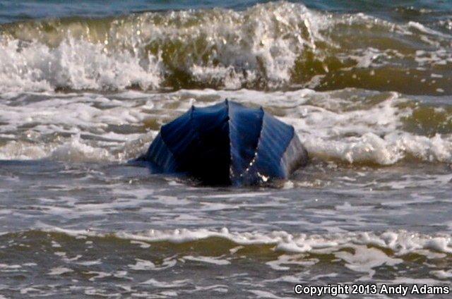 Leatherback Sea Turtle (Dermochelys coriacea)