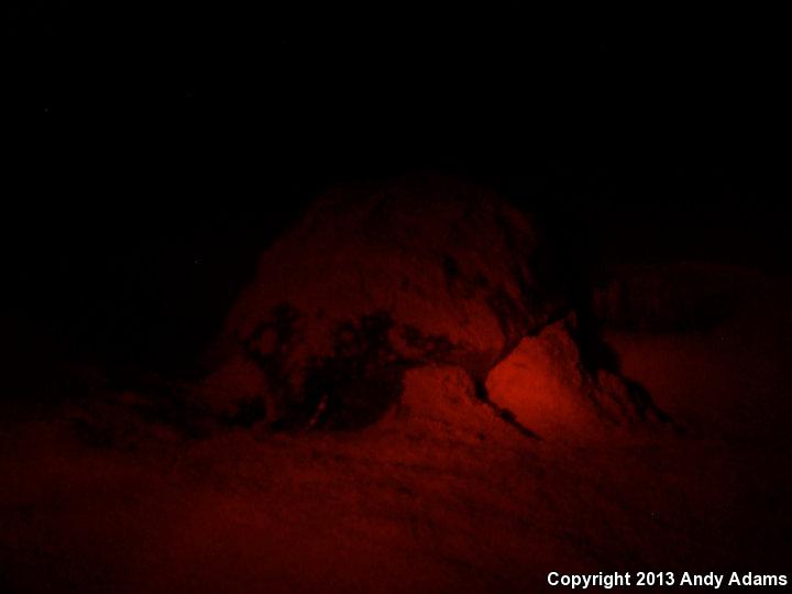 Leatherback Sea Turtle (Dermochelys coriacea)