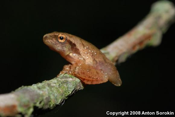 Spring Peeper (Pseudacris crucifer)