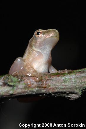 Spring Peeper (Pseudacris crucifer)