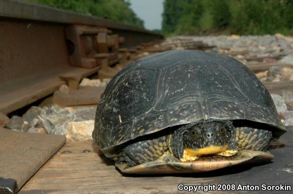 Blanding's Turtle (Emydoidea blandingii)