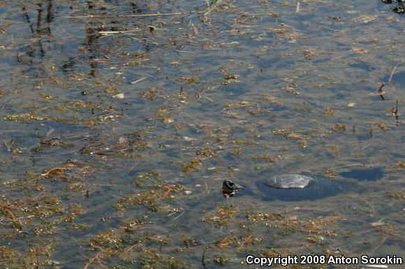 Blanding's Turtle (Emydoidea blandingii)