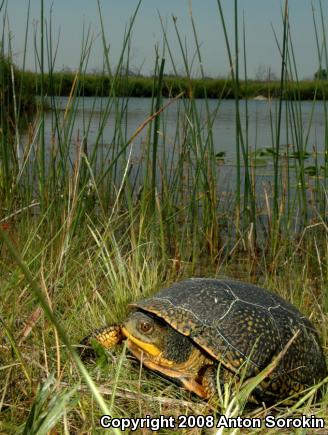 Blanding's Turtle (Emydoidea blandingii)