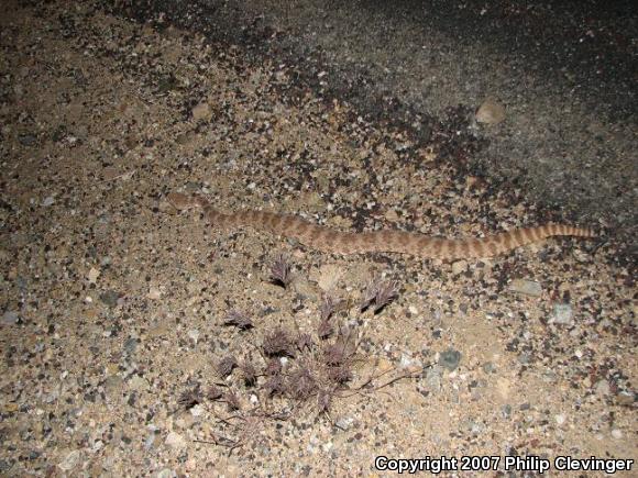 Southwestern Speckled Rattlesnake (Crotalus mitchellii pyrrhus)