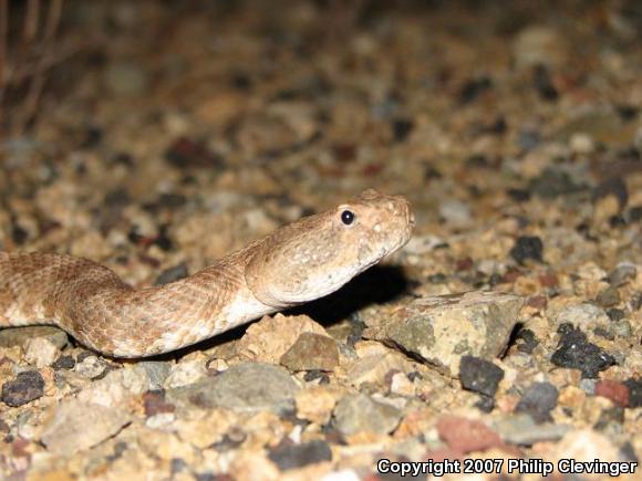 Southwestern Speckled Rattlesnake (Crotalus mitchellii pyrrhus)