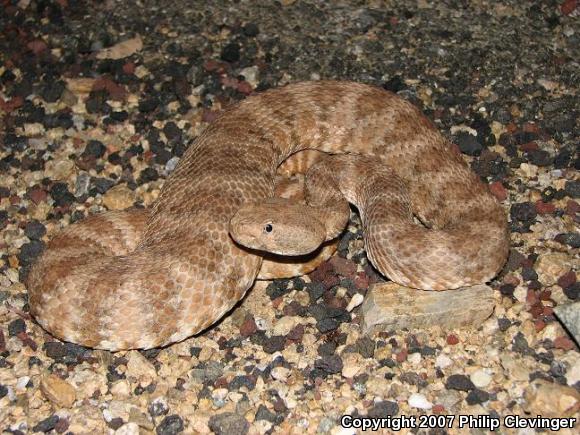 Southwestern Speckled Rattlesnake (Crotalus mitchellii pyrrhus)