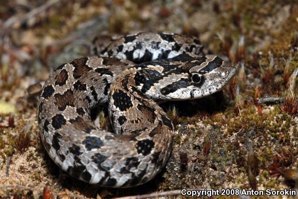 Eastern Hog-nosed Snake (Heterodon platirhinos)