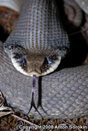 Eastern Hog-nosed Snake (Heterodon platirhinos)