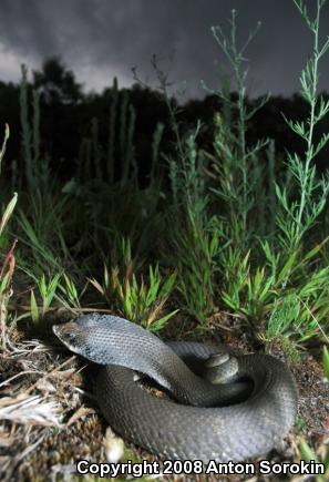 Eastern Hog-nosed Snake (Heterodon platirhinos)