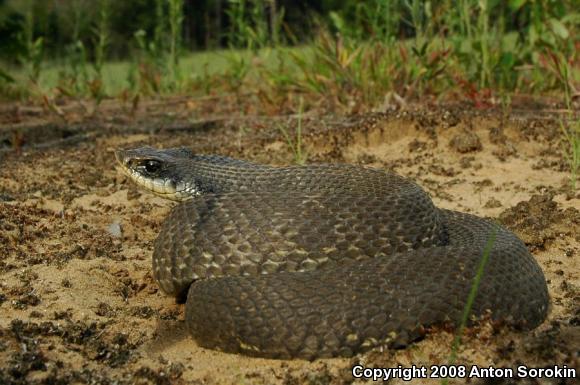 Eastern Hog-nosed Snake (Heterodon platirhinos)