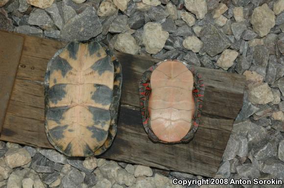 Painted Turtle (Chrysemys picta)