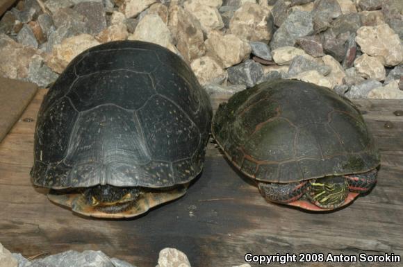 Painted Turtle (Chrysemys picta)