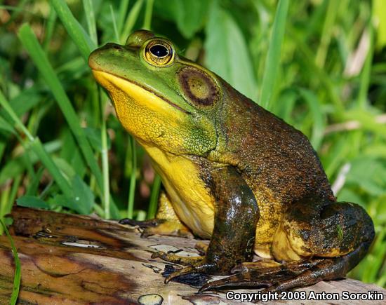 American Bullfrog (Lithobates catesbeianus)