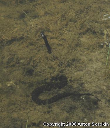 Northern Watersnake (Nerodia sipedon)