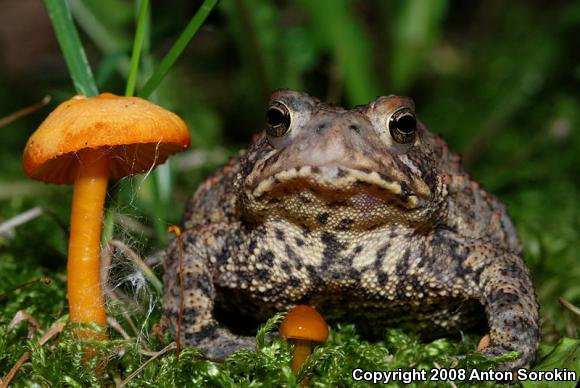 American Toad (Anaxyrus americanus)