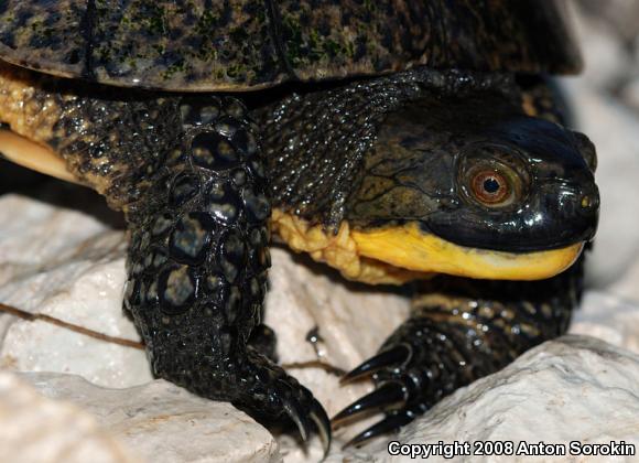 Blanding's Turtle (Emydoidea blandingii)