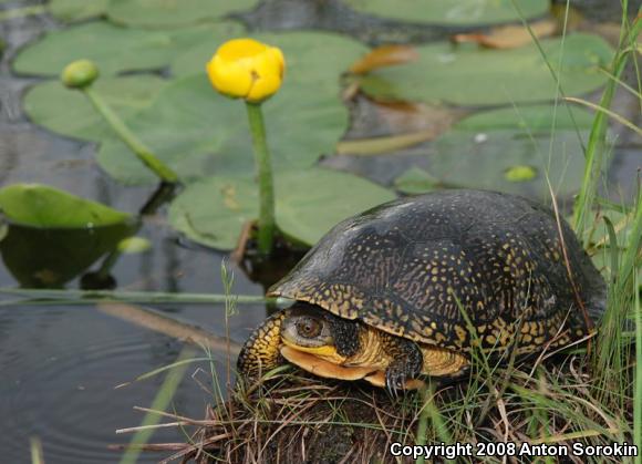 Blanding's Turtle (Emydoidea blandingii)