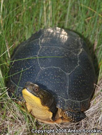 Blanding's Turtle (Emydoidea blandingii)