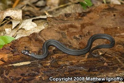 Red-bellied Snake (Storeria occipitomaculata)