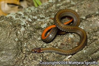 Red-bellied Snake (Storeria occipitomaculata)