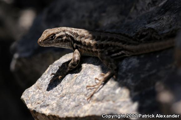 Common Sagebrush Lizard (Sceloporus graciosus)