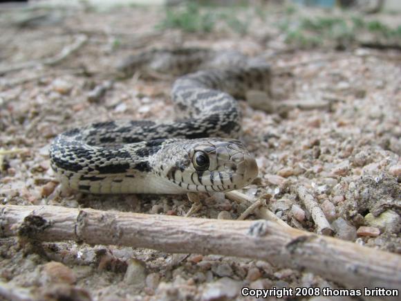 Bullsnake (Pituophis catenifer sayi)