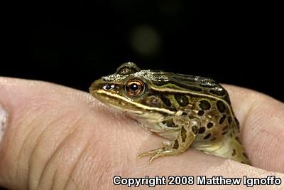 Northern Leopard Frog (Lithobates pipiens)