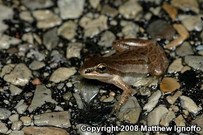 Western Chorus Frog (Pseudacris triseriata)