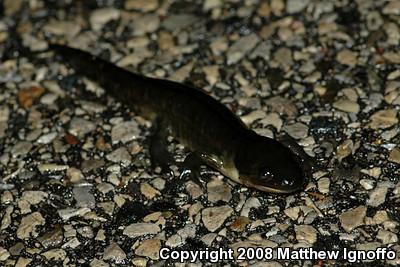 Eastern Tiger Salamander (Ambystoma tigrinum tigrinum)