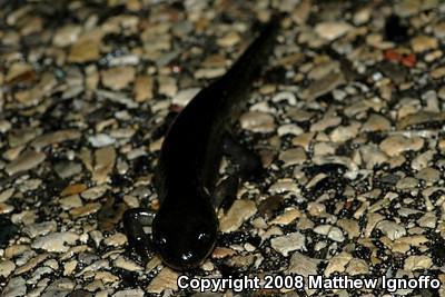 Eastern Tiger Salamander (Ambystoma tigrinum tigrinum)