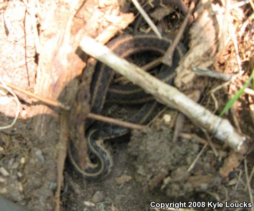 Eastern Gartersnake (Thamnophis sirtalis sirtalis)
