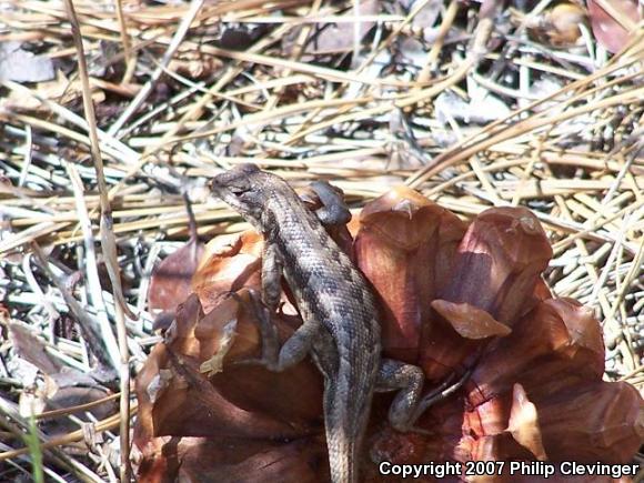 Southern Sagebrush Lizard (Sceloporus graciosus vandenburgianus)