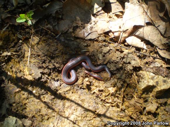 download carphophis vermis download carphophis vermis