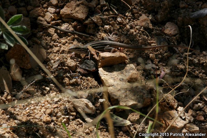 Canyon Spotted Whiptail (Aspidoscelis burti)