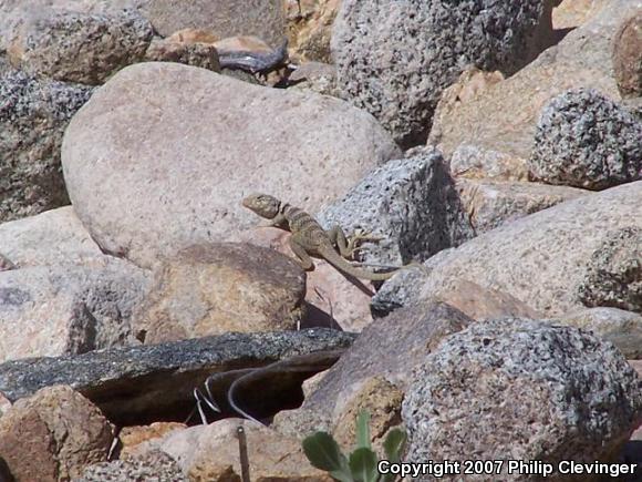 Great Basin Collared Lizard (Crotaphytus bicinctores)