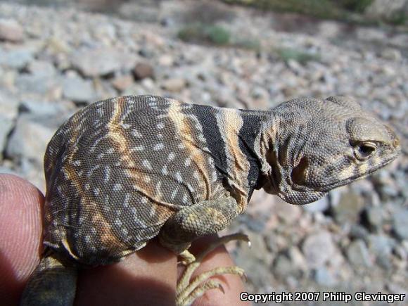 Great Basin Collared Lizard (Crotaphytus bicinctores)