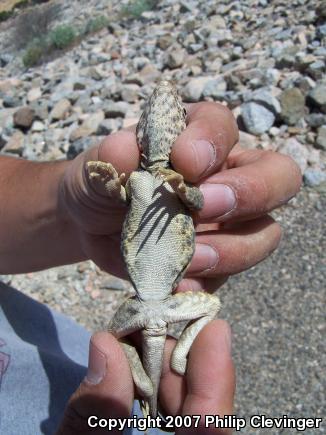 Great Basin Collared Lizard (Crotaphytus bicinctores)